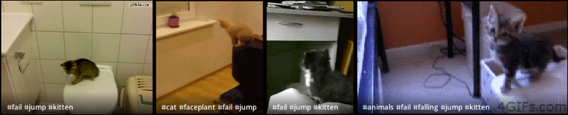Kitten Jump Fail GIFs on Giphy